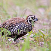 Montezuma Quail